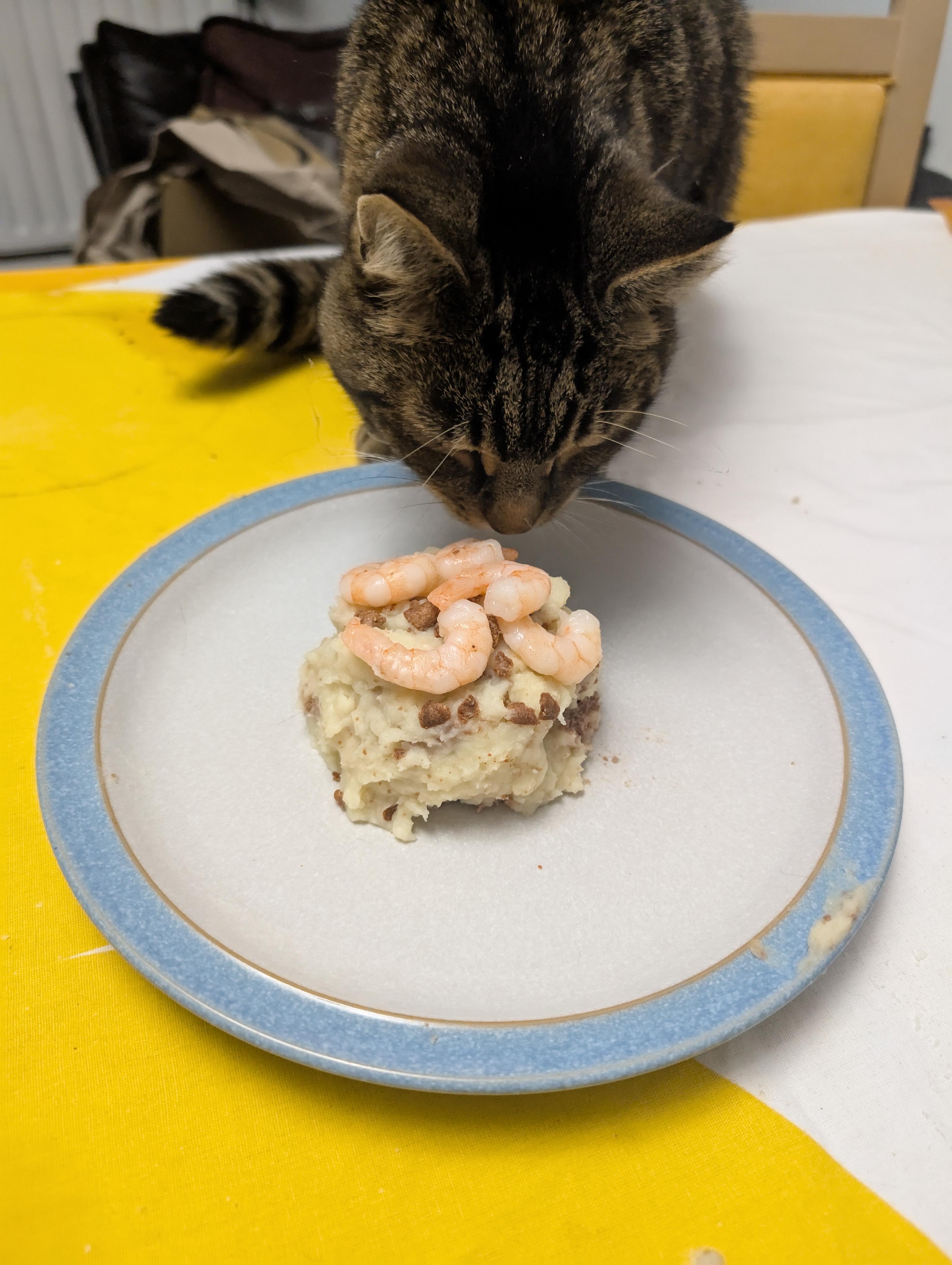 Rupert my kitty cade is 5 year olds today!!! he got a different cake this time with 5 shrimp on it to signify his 5th birthday!!