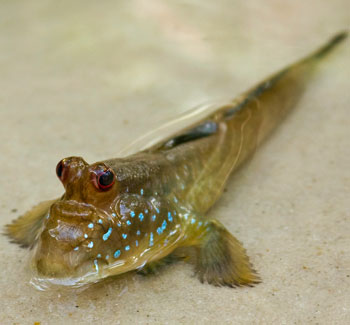 post a mudskipper, it might do you some good!