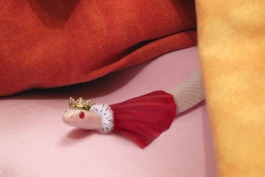 All stand for Royal Majesty Prince Slitherton the 3rd