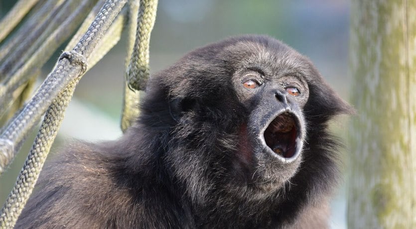 Hoo...hoo...hoo....hoo....hoo hoo hoo hoo hoo who who who OOH OOH OOH OOK OOK OOK OOK OOK OOOOK OOOOK OOOOOK OOOOK AHH AHH AHH AHH AHH AHH AHH AHH AHHHHHH!!!