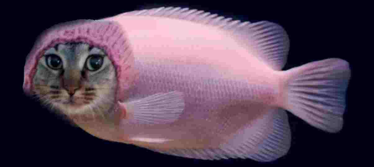 introducing: catfish