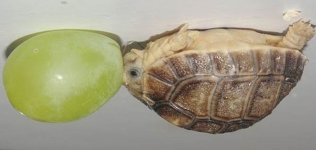 Remember Grape Dude?