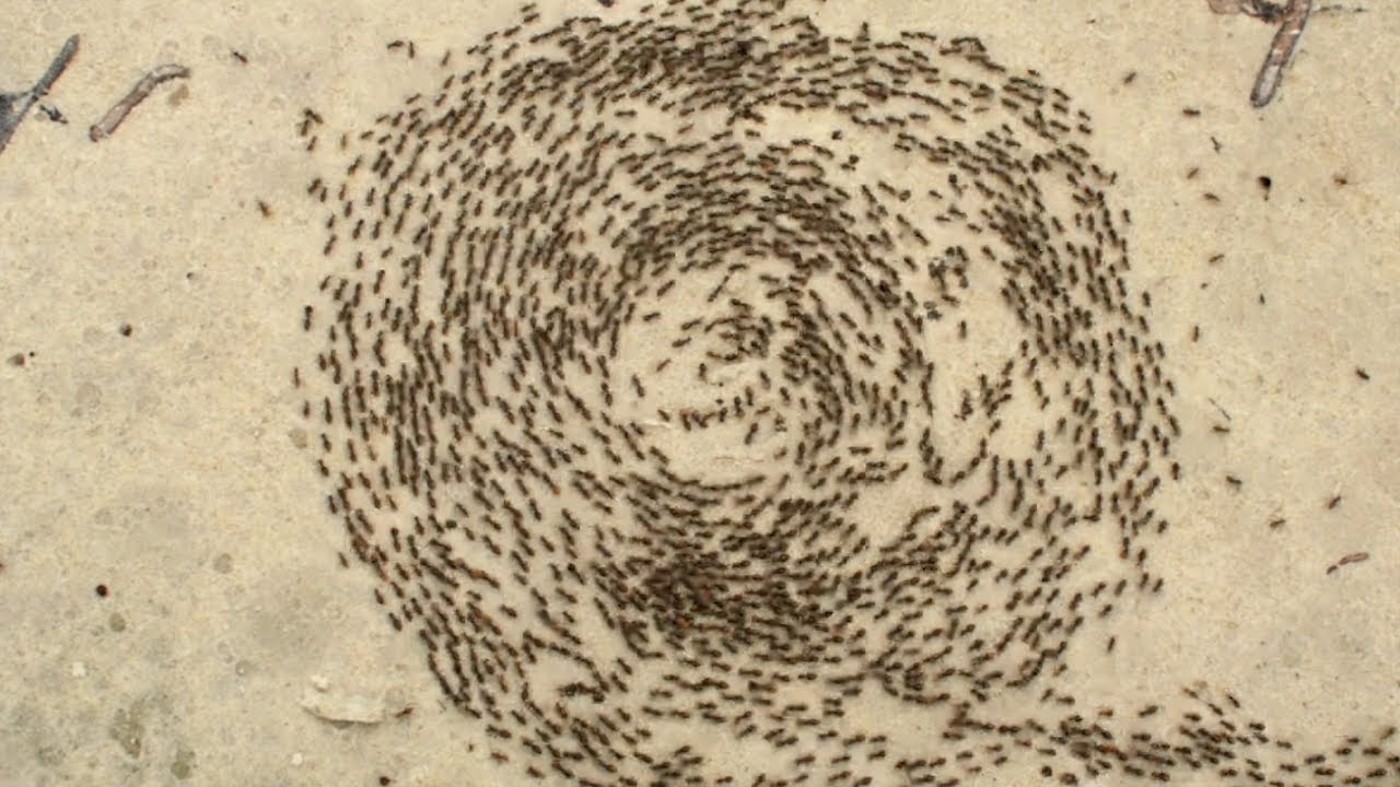 lole the ants are walking in circles