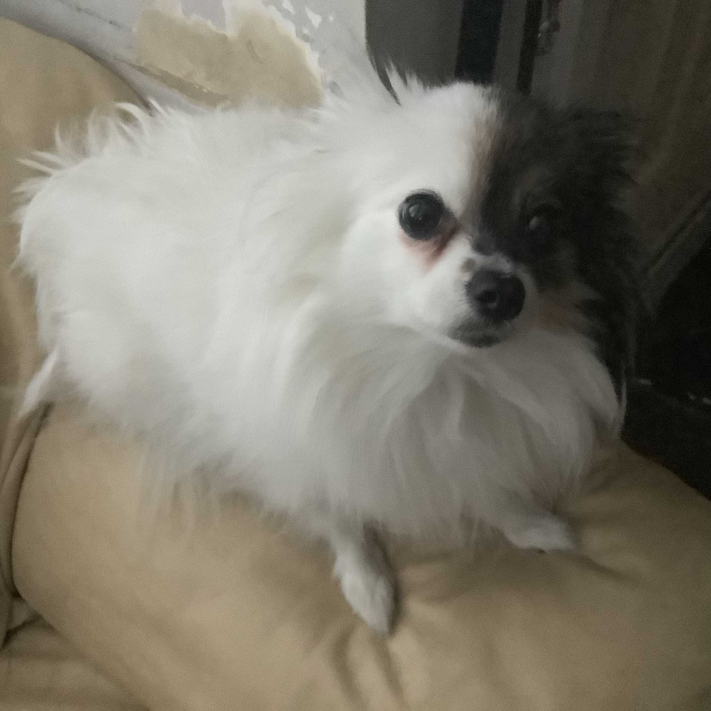 I found my dog, and I got Touhou 10, 11, 12, 13, 14, and 15. I love you and have a blessed six years, okay?