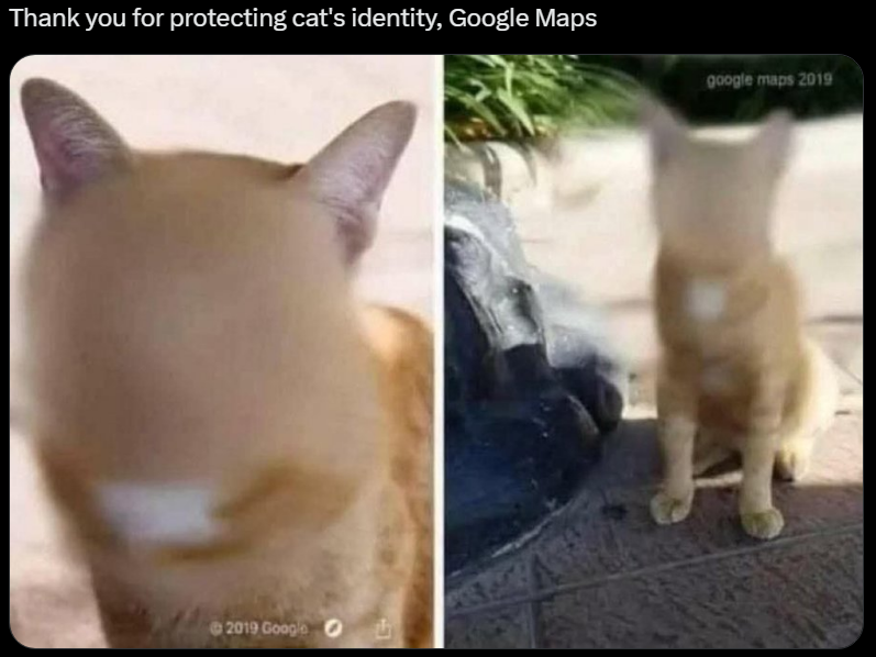 protect cats from...