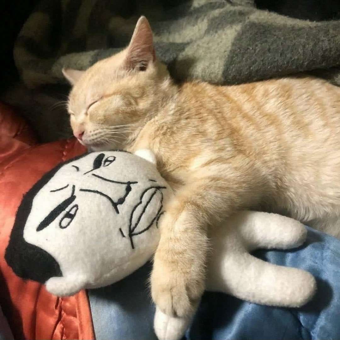 Why are cats the best friends for femcels and incels?