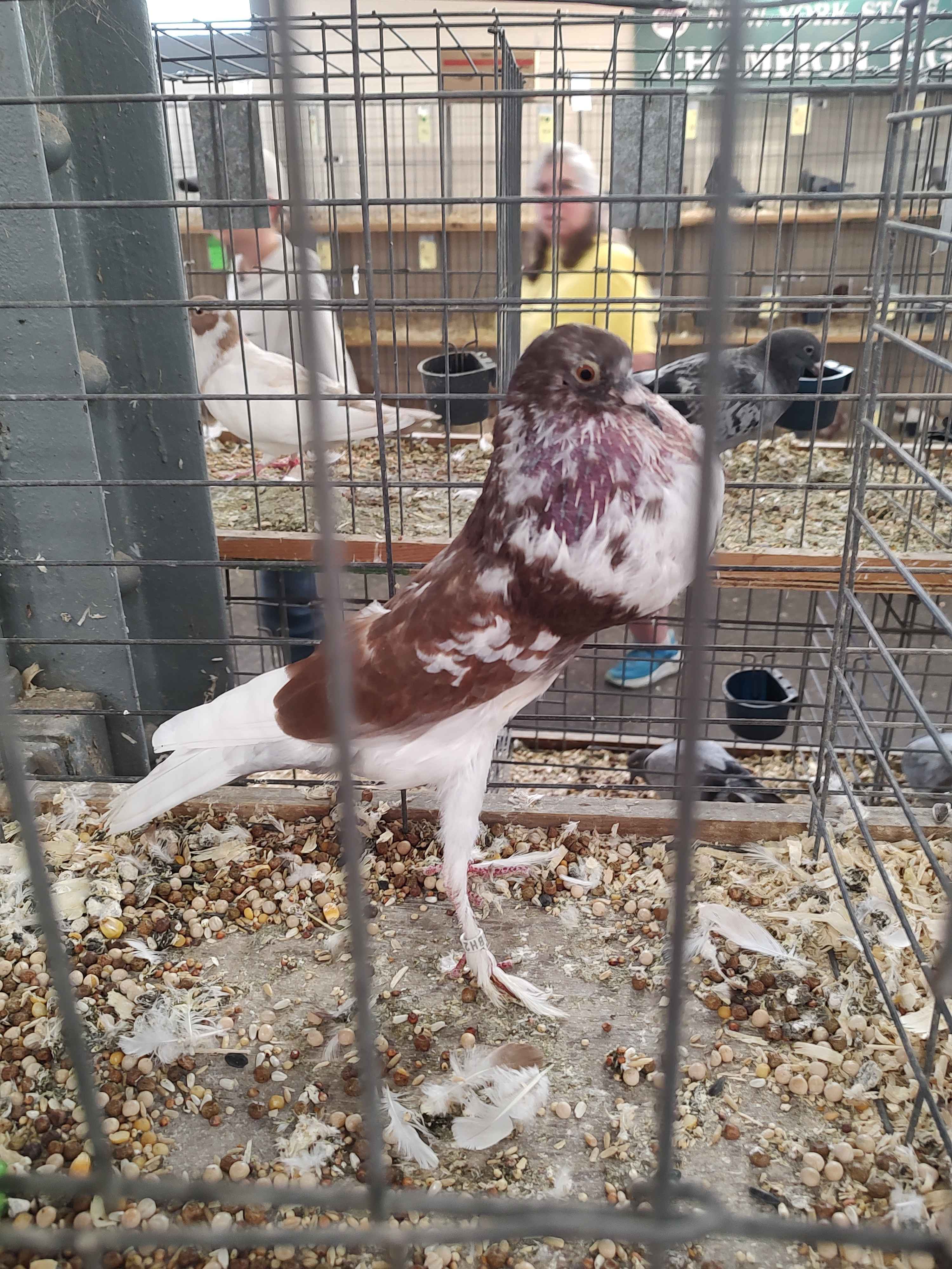 strange and unusual creature