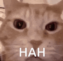 Starting a thread with ragebait