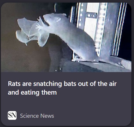 we're so cooked, bat bros