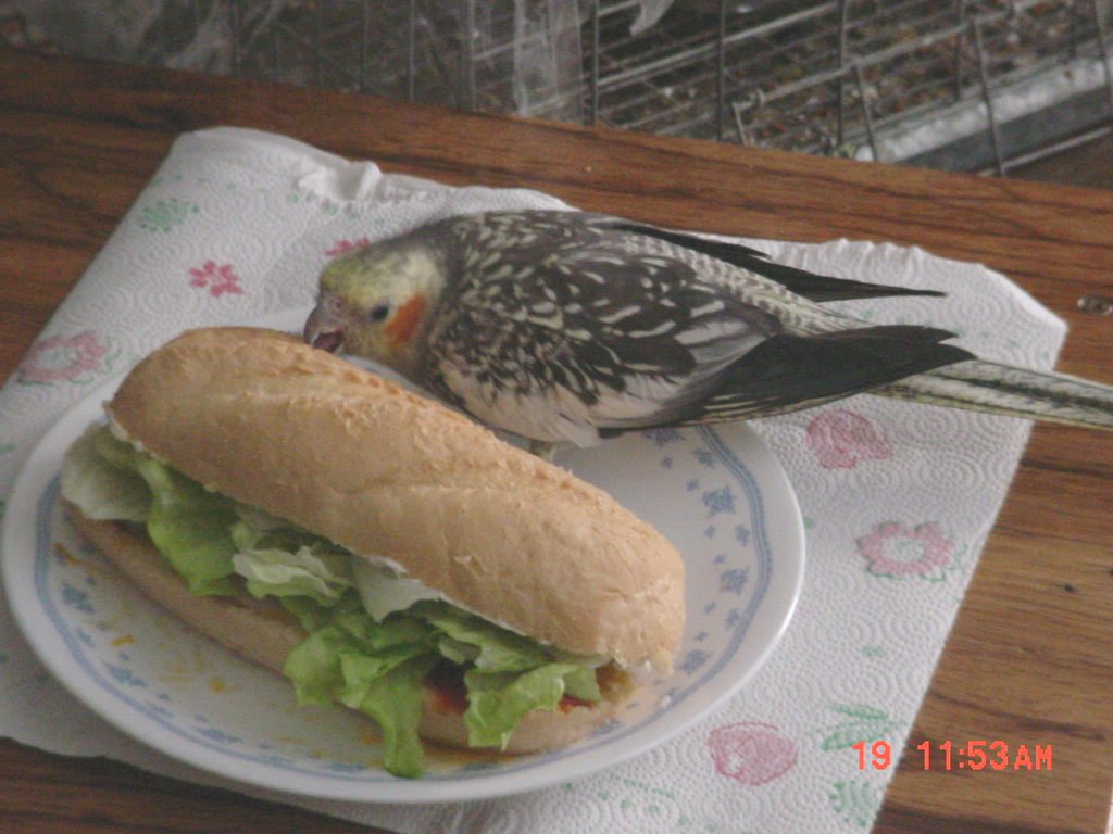 birds are very important