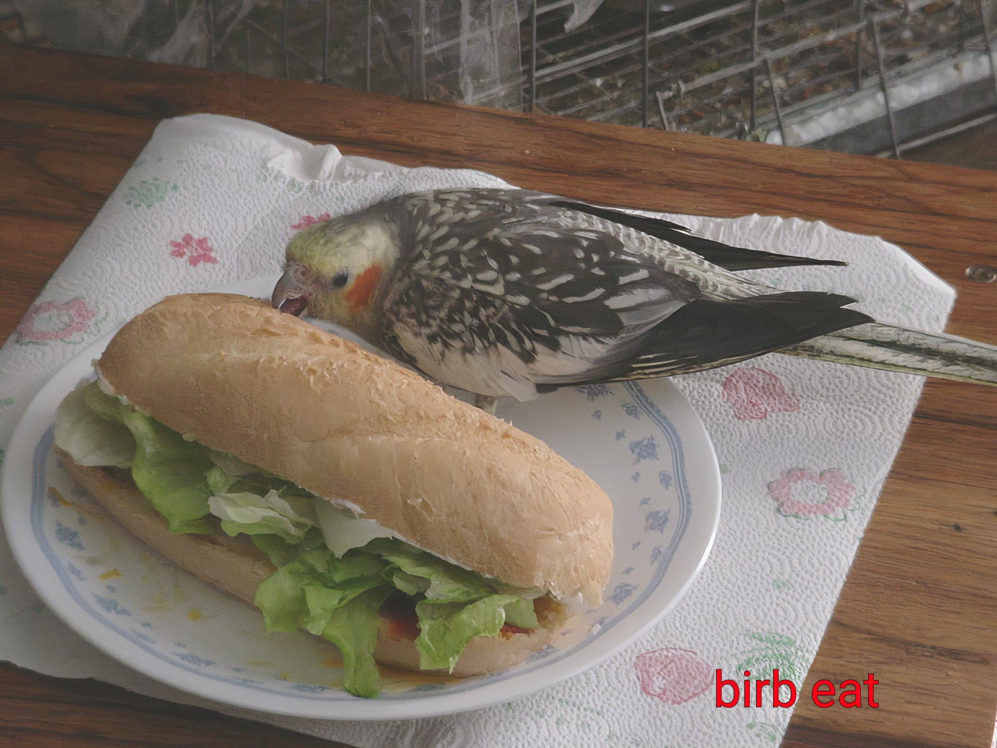 Let the birbs feast.