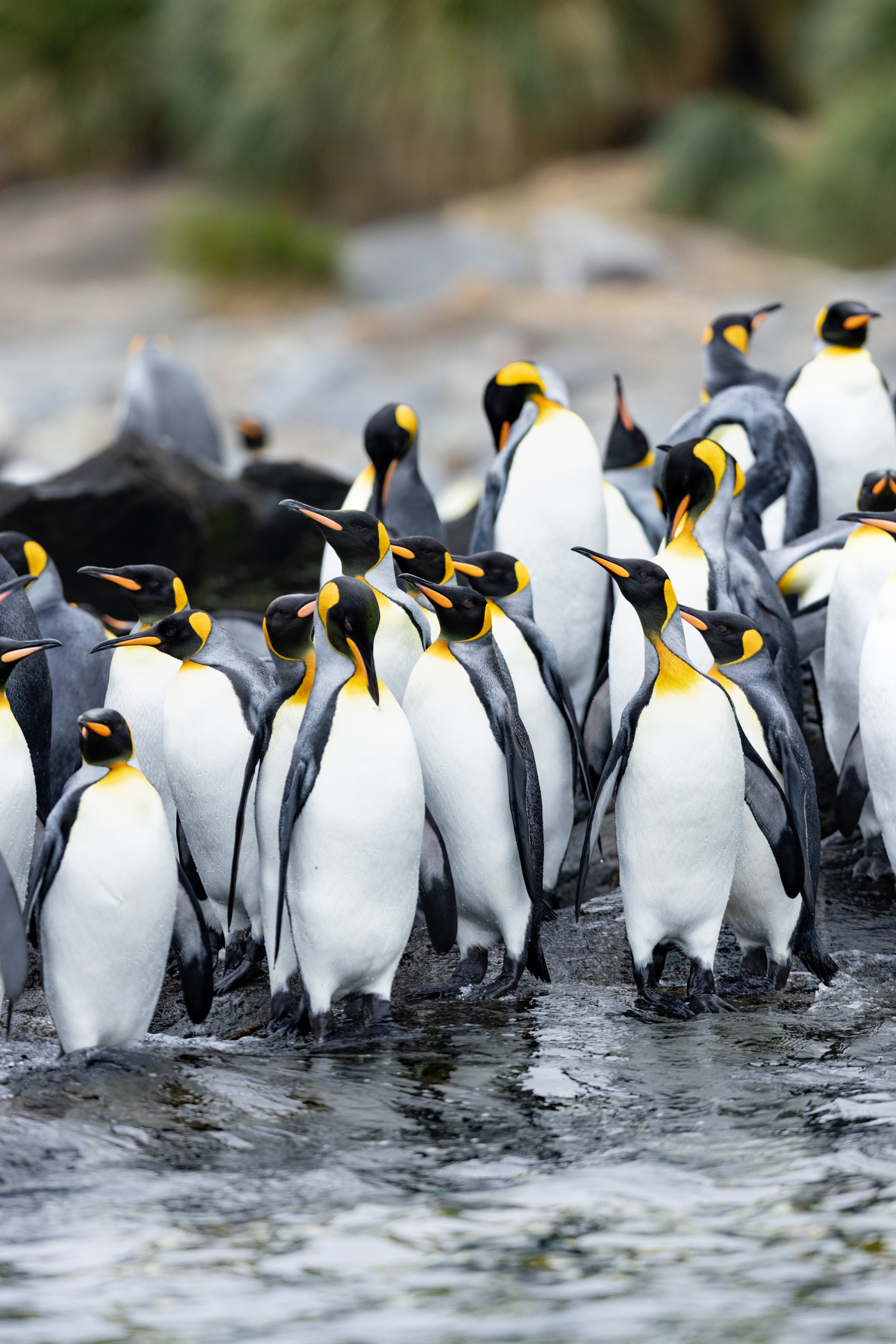 waw look at all the linuxes!!! :0