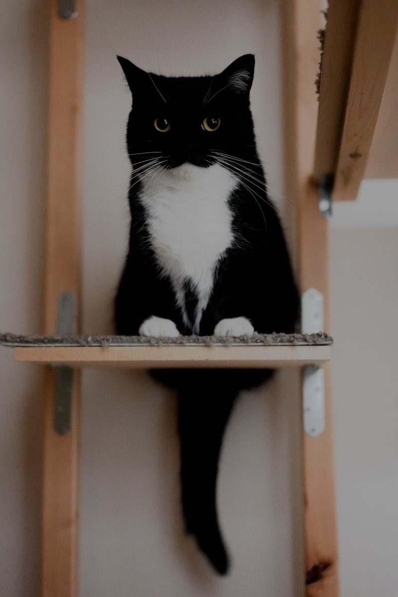 Maxwell the terrible