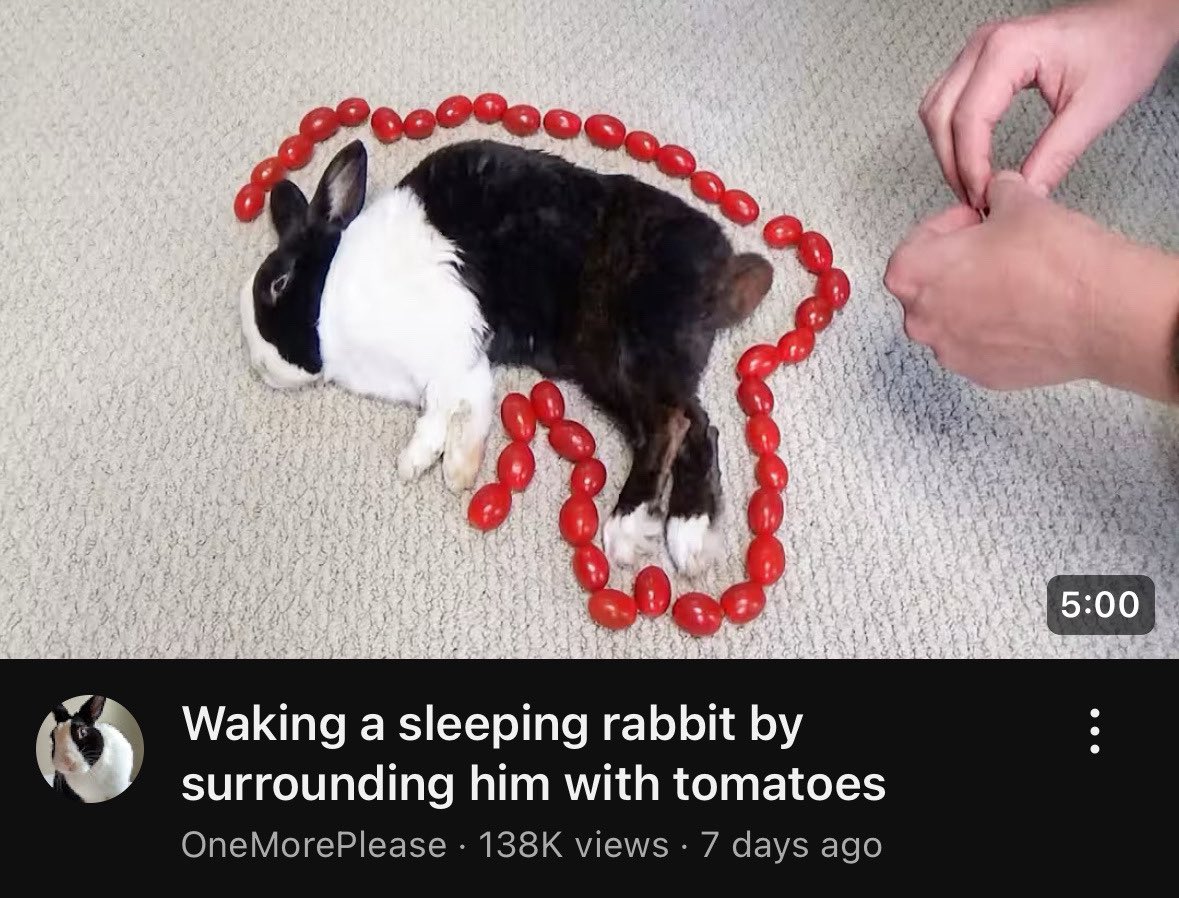 is anyone here old and if so do you remember those ancient flash animations like on albinoblacksheep and those sites