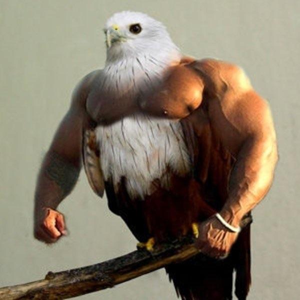fit bird