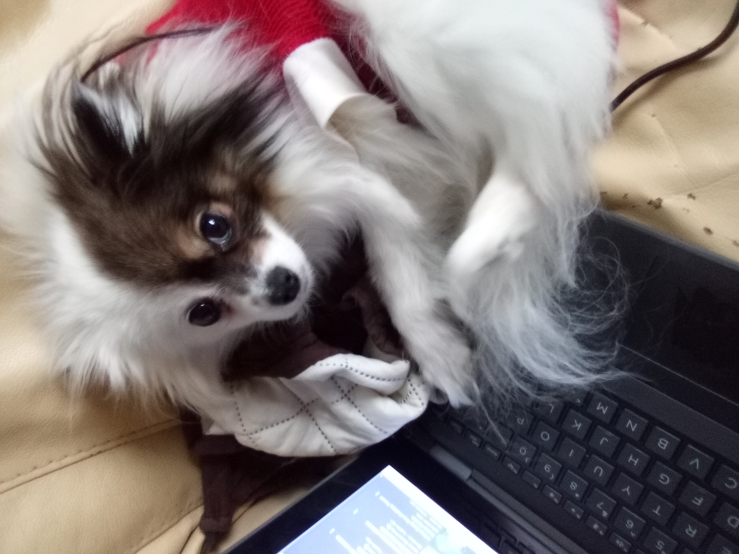 Why is tiktok full of little girls spreading misinformation about public figures? Some bitch slandered turkey tom as a rapist and everyone is believing them!