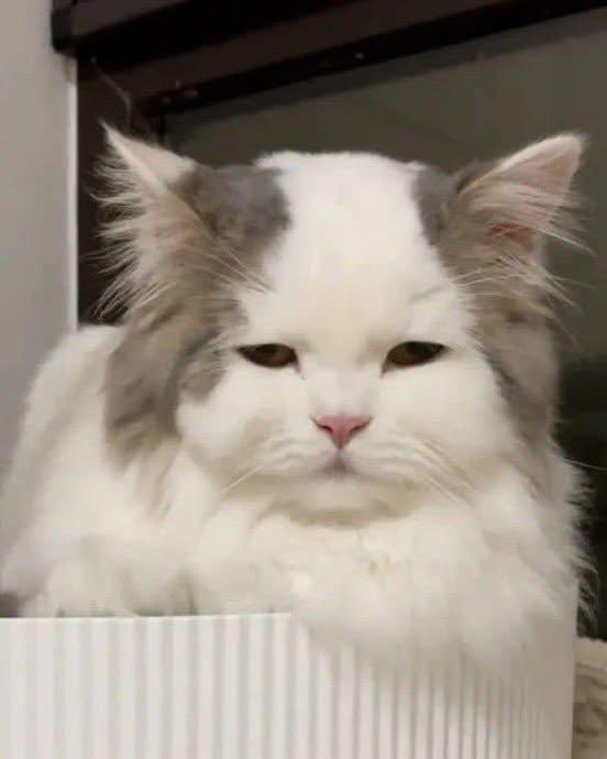 hank champfer (pictured) has developed a grand unified theory of physics which encompasses relativity, quantum field theory, and ecplains rather tidily the phenomenon of gravitational attraction. however, in retaliation against a lifetime of precieved mistreatment, he refuses to publish or discuss it, and has not written it down anywhere. he passes his time creating magnetic monopoles in his garage, alone.