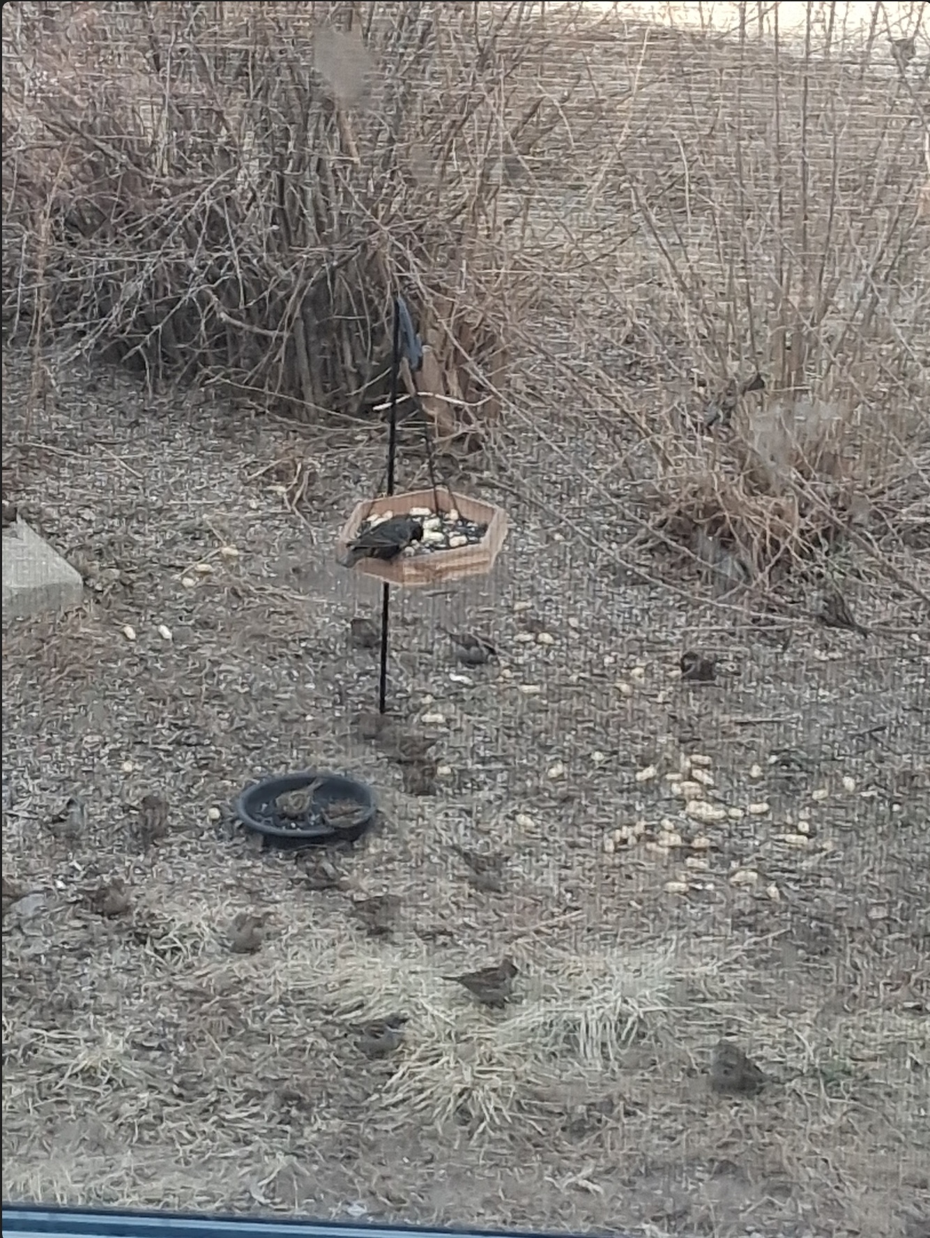 One nice thing about living in a trailer is I have my own lawn, which means I can set up a bird feeder.