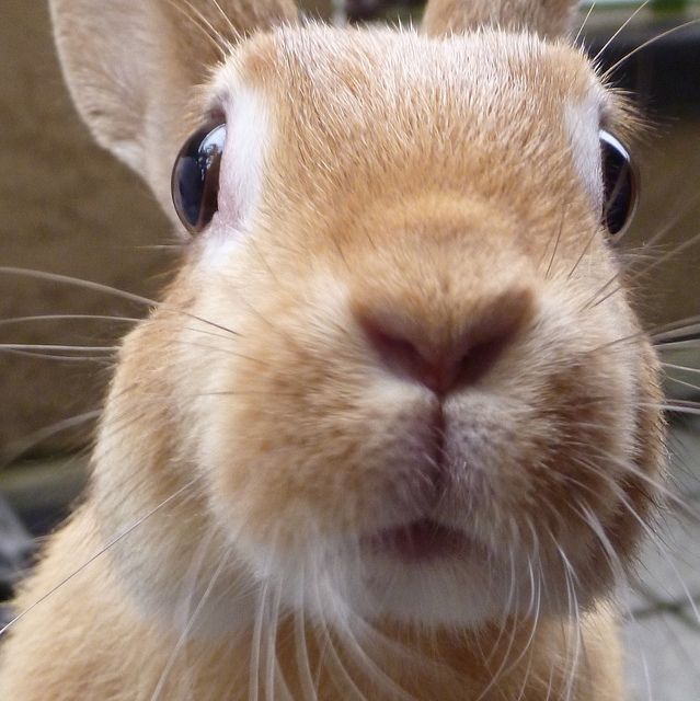 I support ICE and the complete and total deportation of all illegal immigrants using whatever force necessary including against citizens that obstruct them be they man woman or child