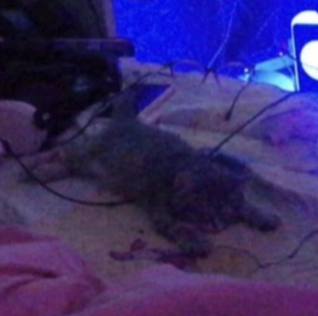 10,000 hours in the wishcave