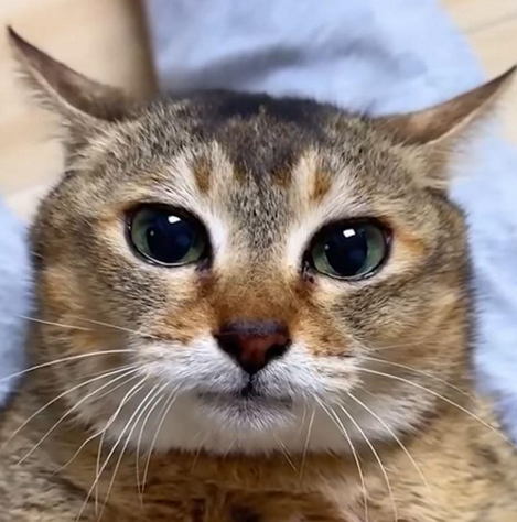 newfigs can't triforce