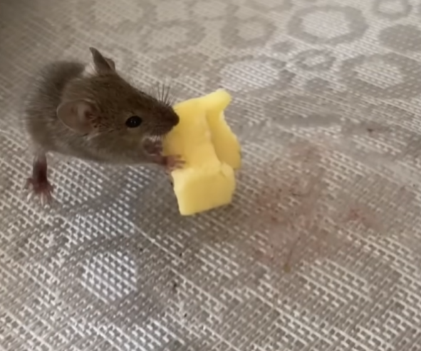 "mice would prefer other food rather then cheese.... they dont explicitly like it or anything" OK EXPLAIN THIS!!!!! ITS MOUSE EATING CHEESE