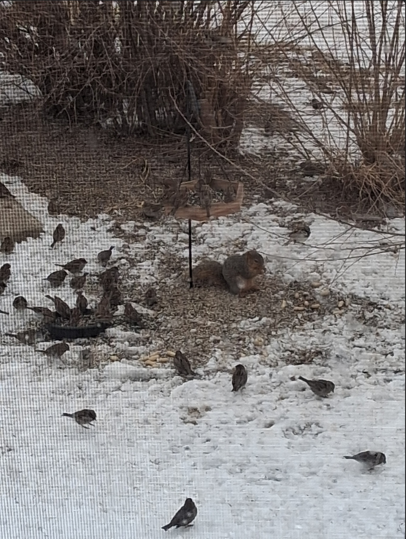 the birds don't even give a shit about the squirrel anymore