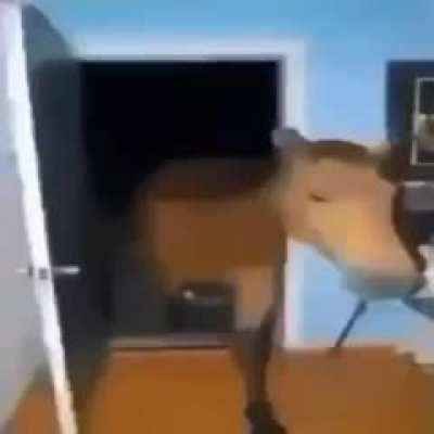 mourning and coping and