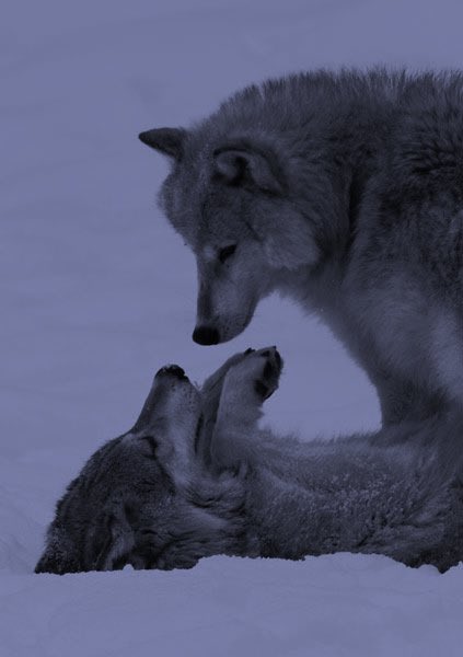 Dogs are nice and they are my friends