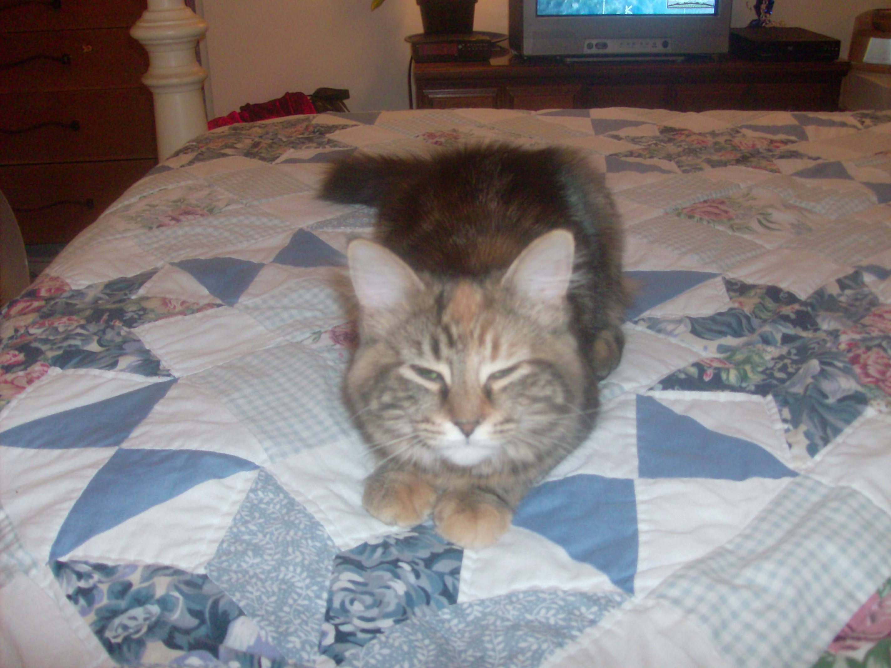 Please rate this cat. It's not mine but I think it deserves validation and acknowledgement