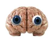 This your brain, take care of him