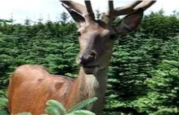 Tried using Youtube for the first time without addblock for like 2.5 years.