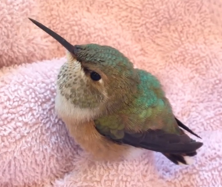 Hummybirds are the most percious birds. So smol and innocente