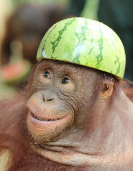 is this the maymay website?