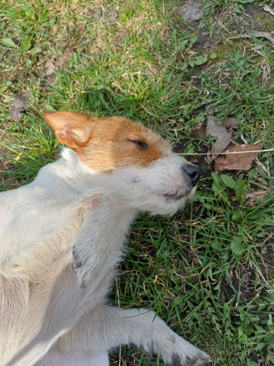 A random dog showed up in my yard about a week ago and never left. She’s super gentle, follows people around, and loves attention. I think she just decided to stay here