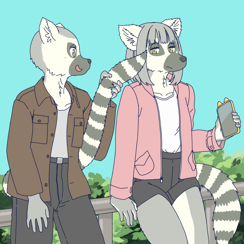 ringtail flirting