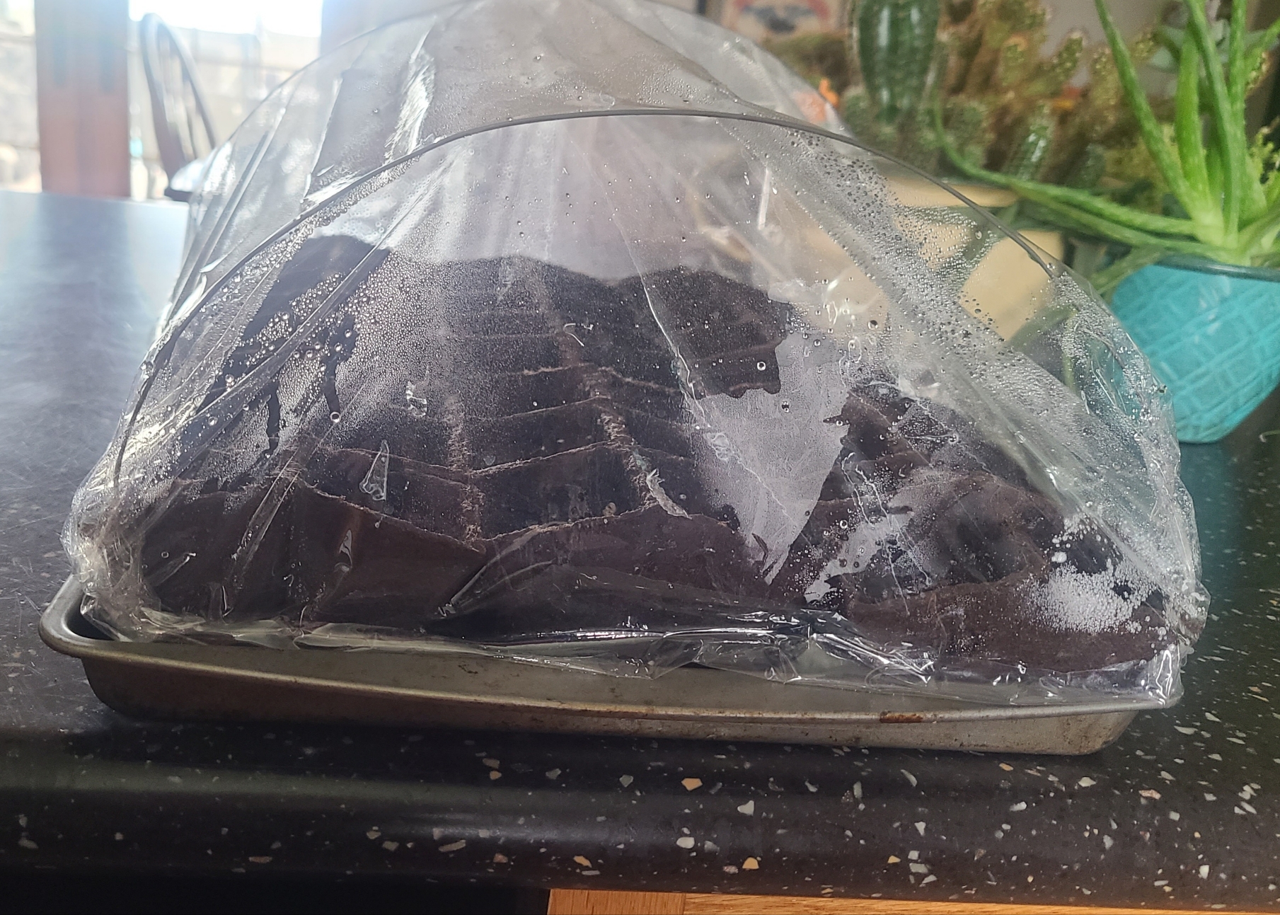 made a tiny greenhouse n planted a bunch of vegelels so my family will survive the winter LOLE