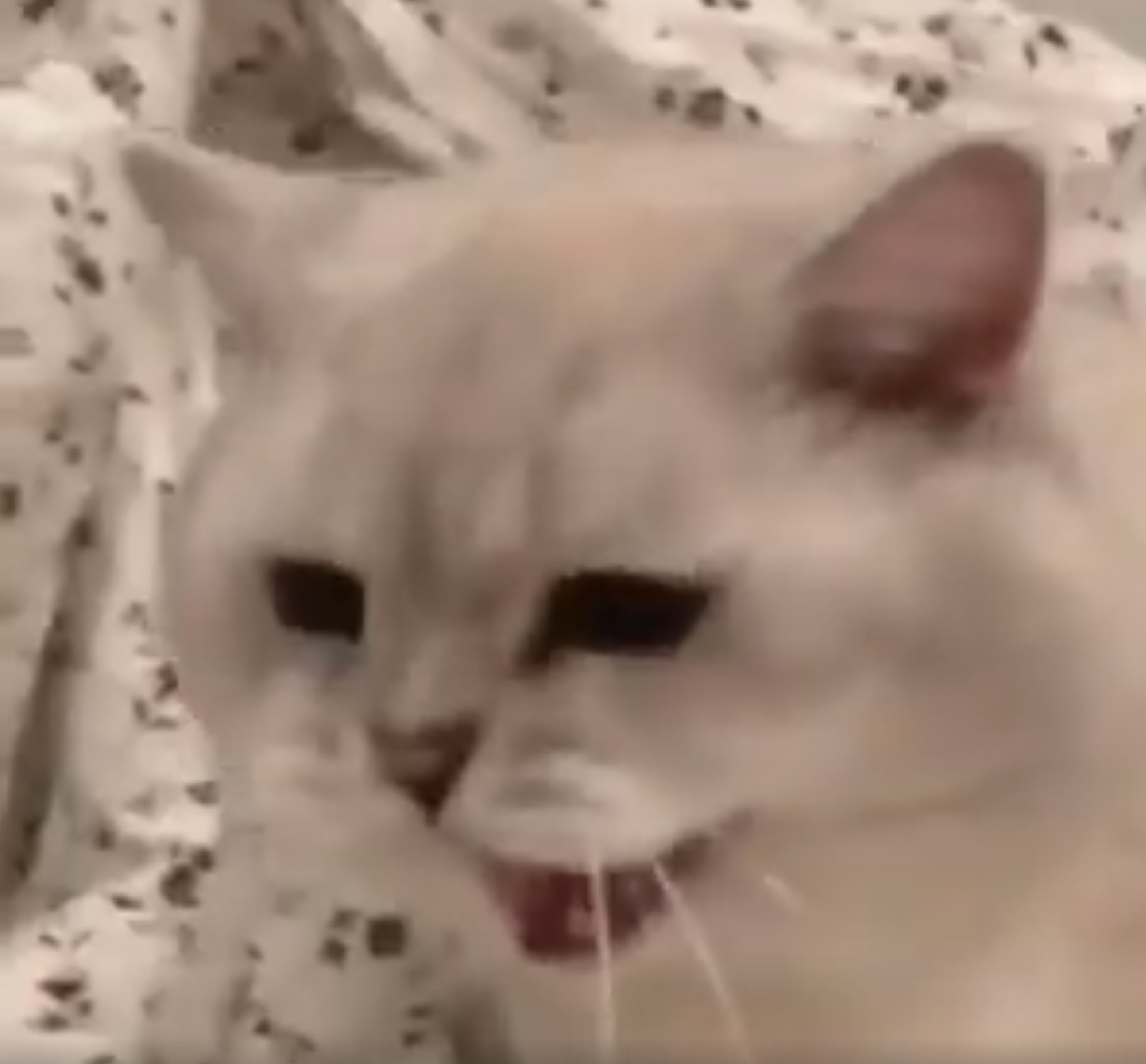 Why do kots do this?