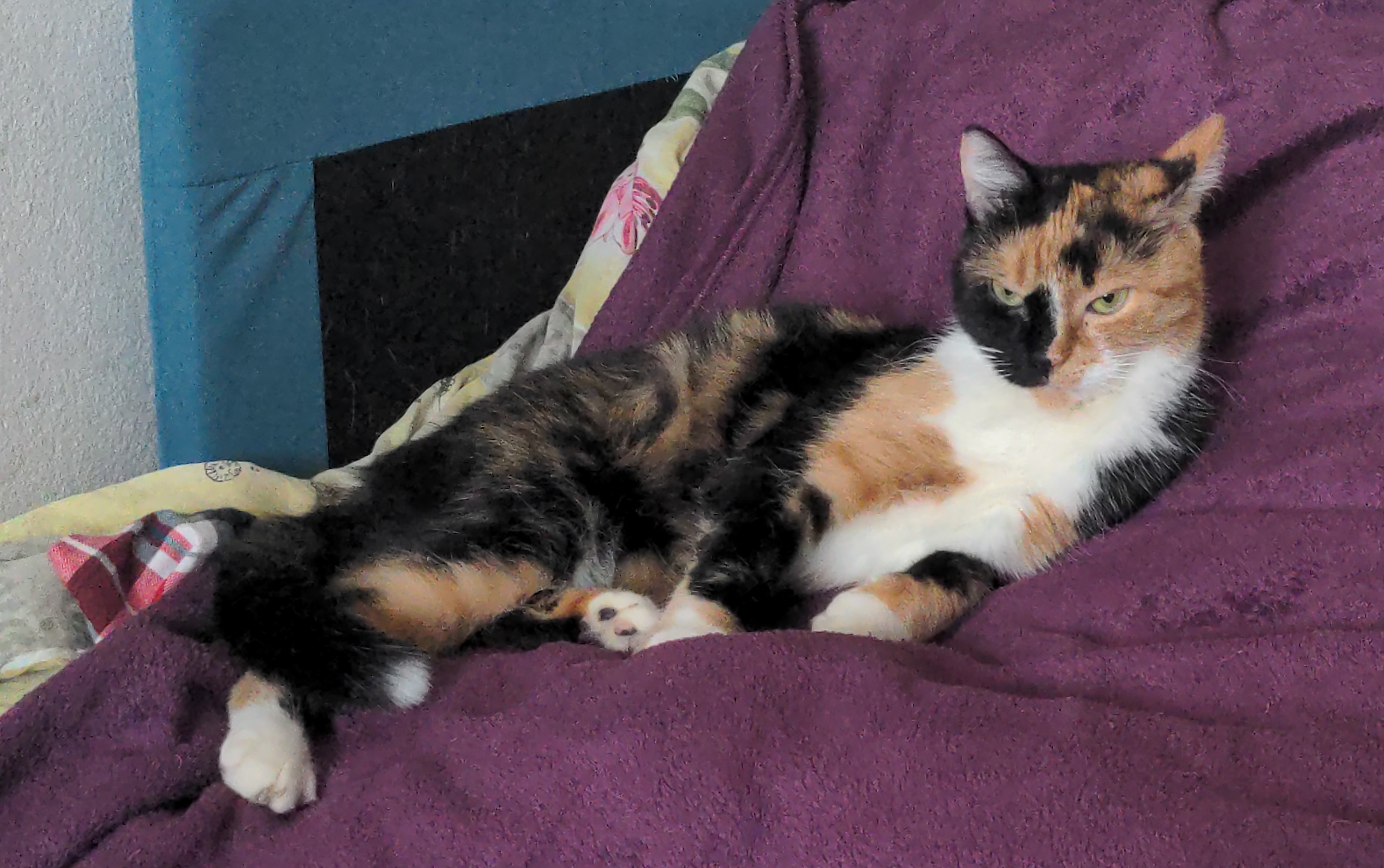 My beloved femcade died today...