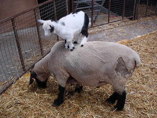 what shall this thread be about