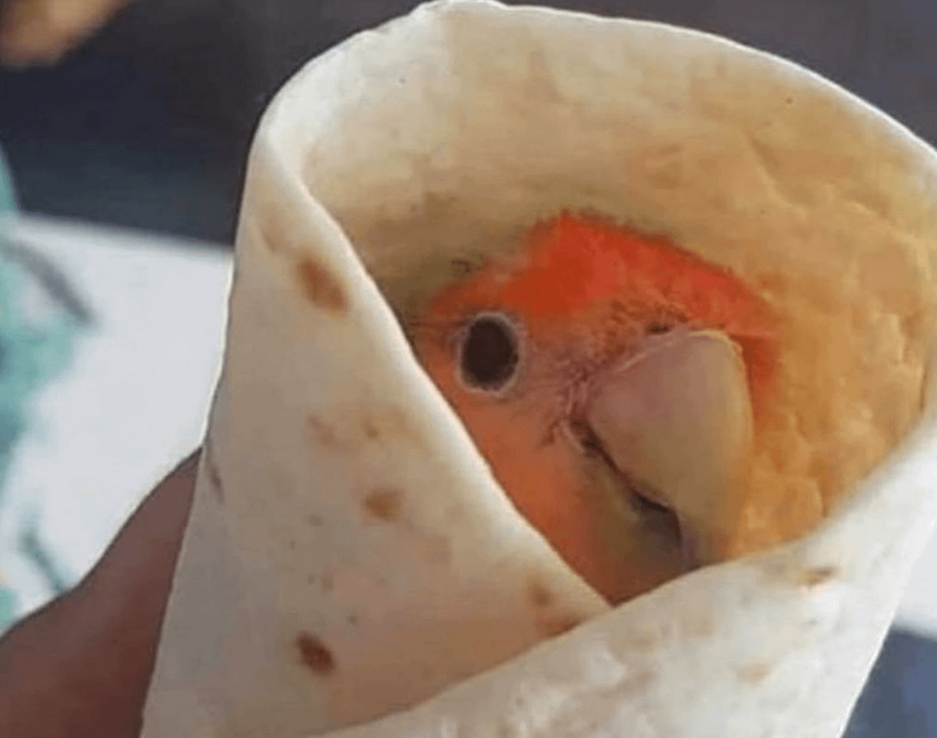 I'm really missing bavi trailer guy, he was my favorite namefig. Many were crule and mean and I did not speak up but I hope you and the biords are having anice day