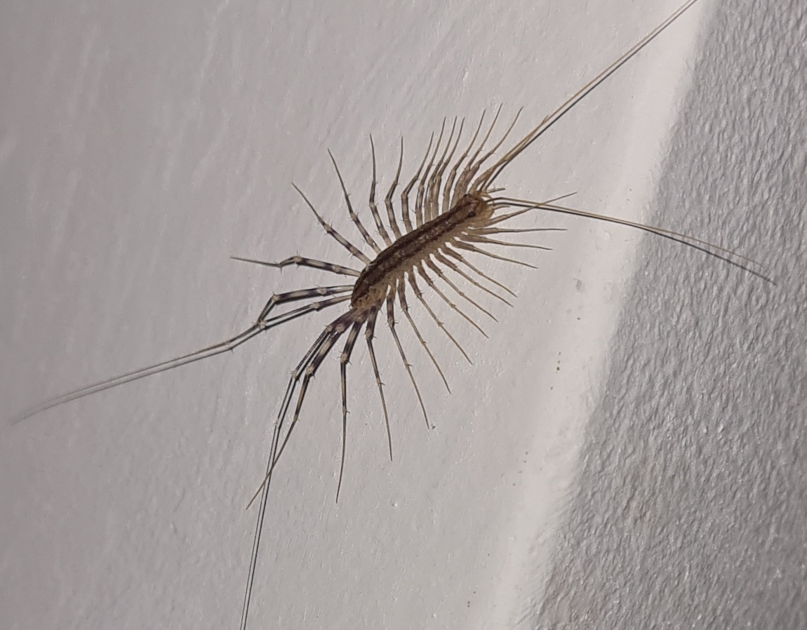 gn esfores, also good night to the new inhabitant of my room (give him a name!)