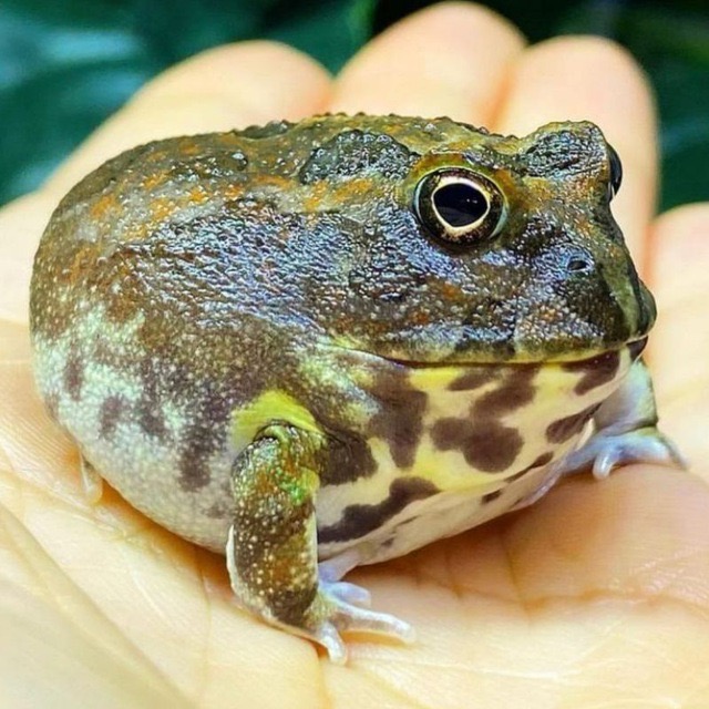 If you run a website that tells the user they've made "too many requests" on their very first request, I just want you to know I genuinely despise you as a person.