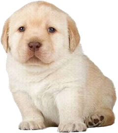 what do you guys think of the bible saying that if you reject God long enough then you become gay. it says this in romans 1