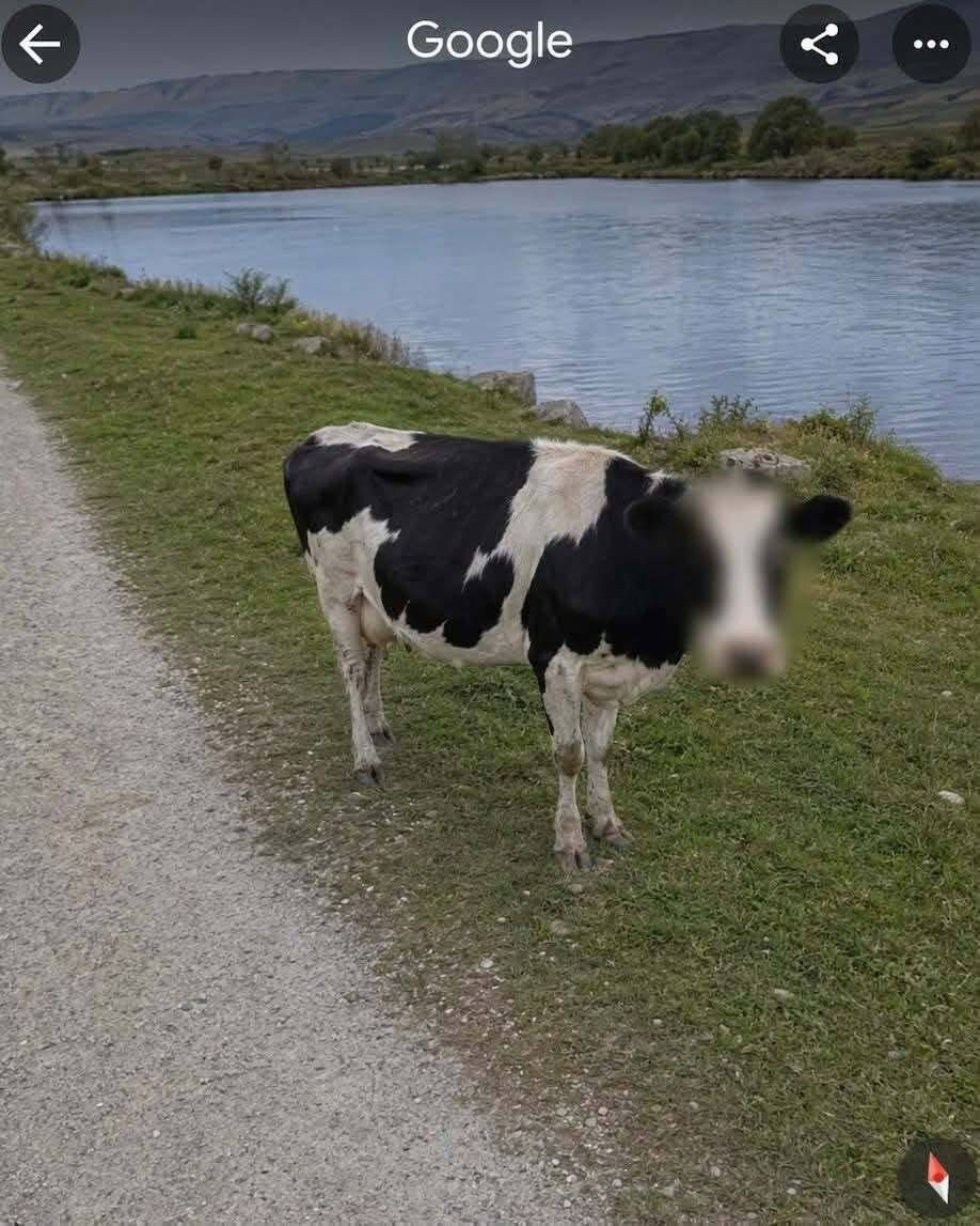 Identify this animal