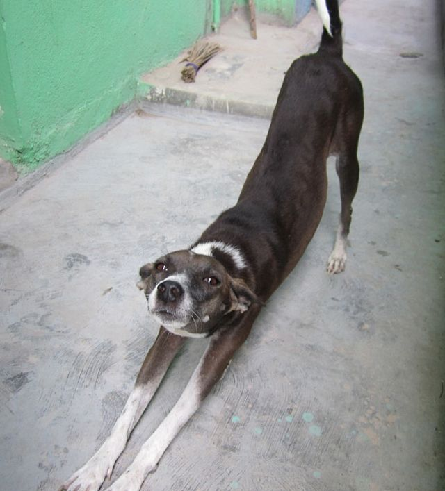 el perro stretchy