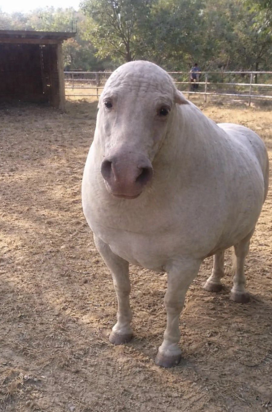 hay
