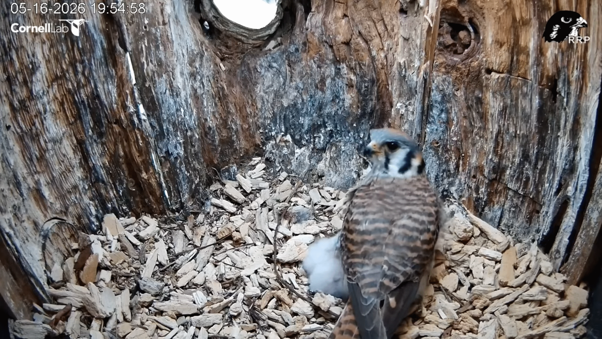 kestrel camera mommy and babies youtube.com/watch?v=BRNsaDSzpnk