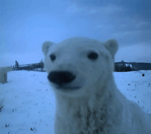 Can this bear defeat 15 armed students?