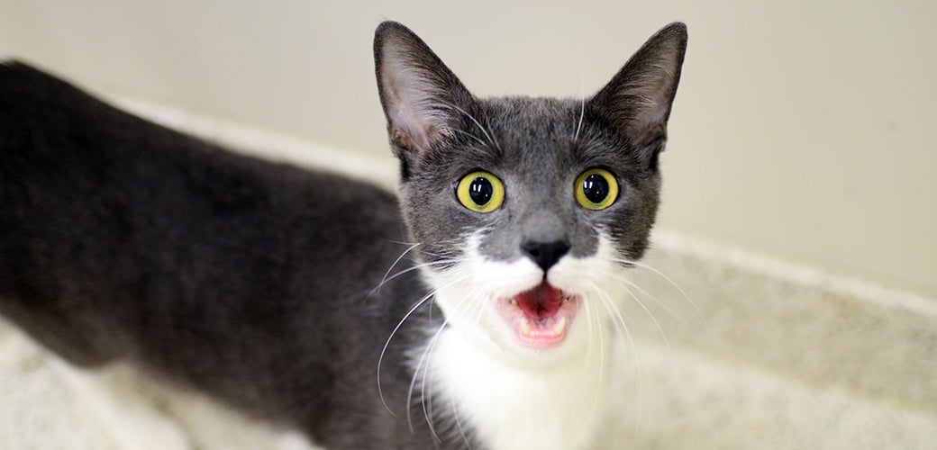 *excited meowing*